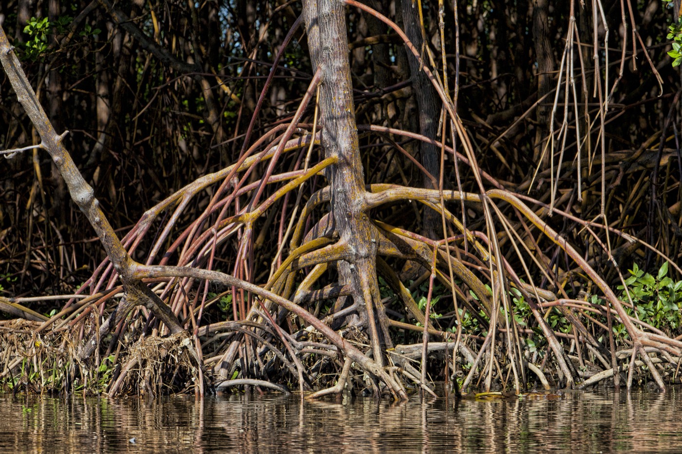 Mangrove roots reaching down into the water.