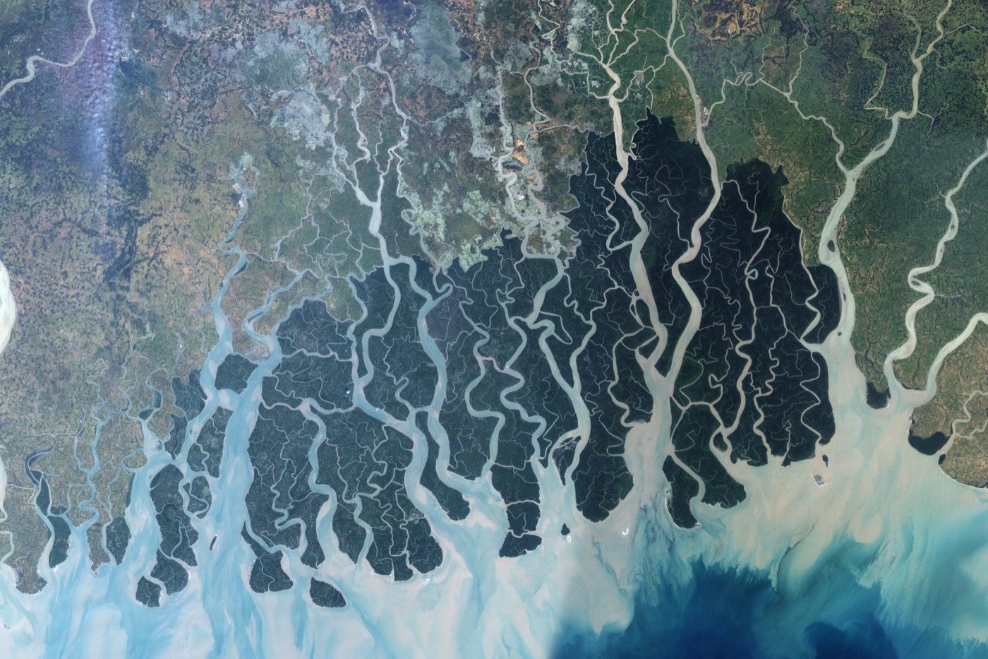 Satellite view of a mangrove coastline.