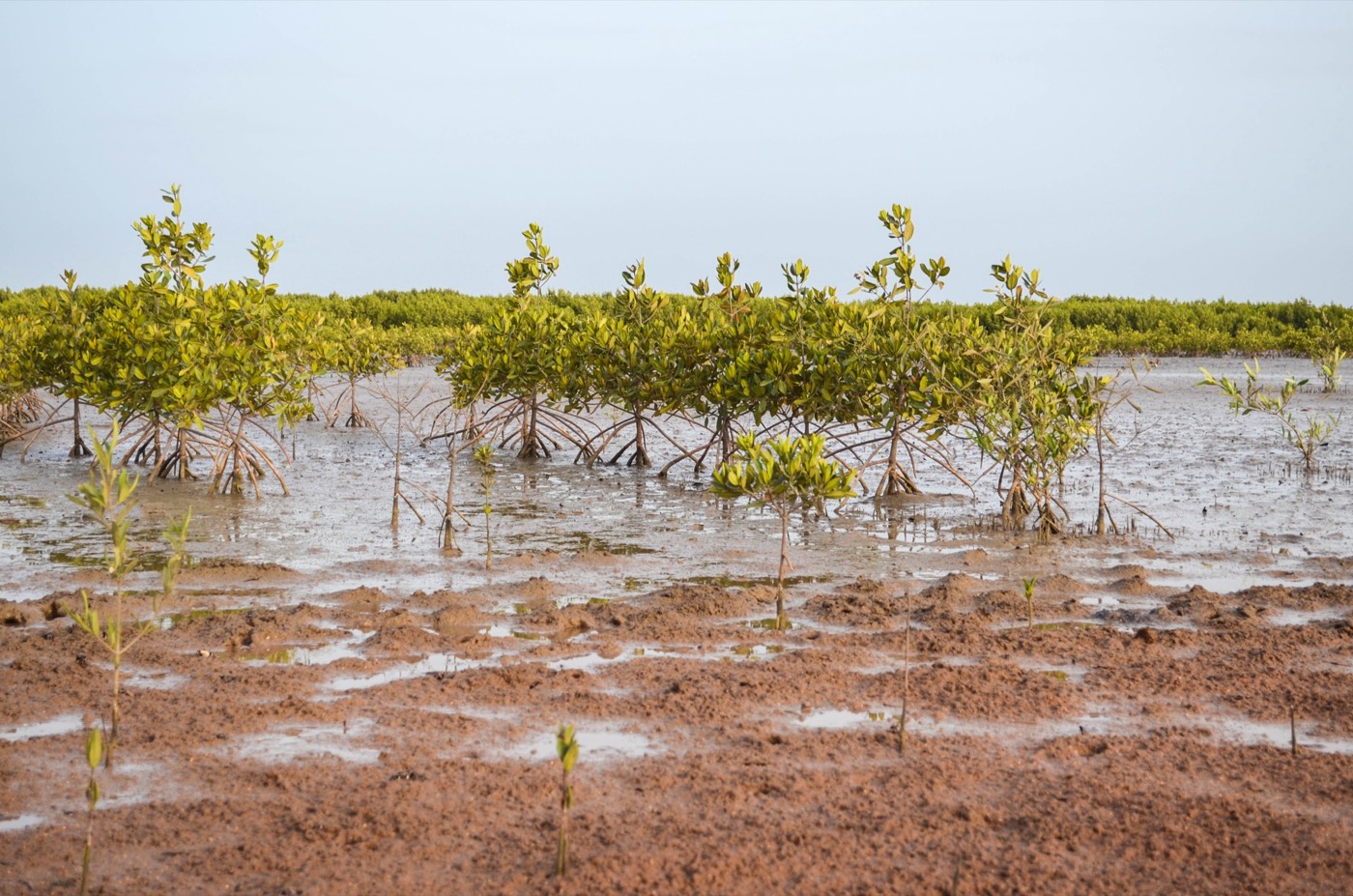 Mangroves along the Senegal coast.